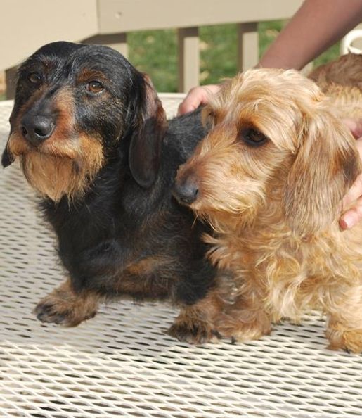 dachshund pelo duro, Dachshund