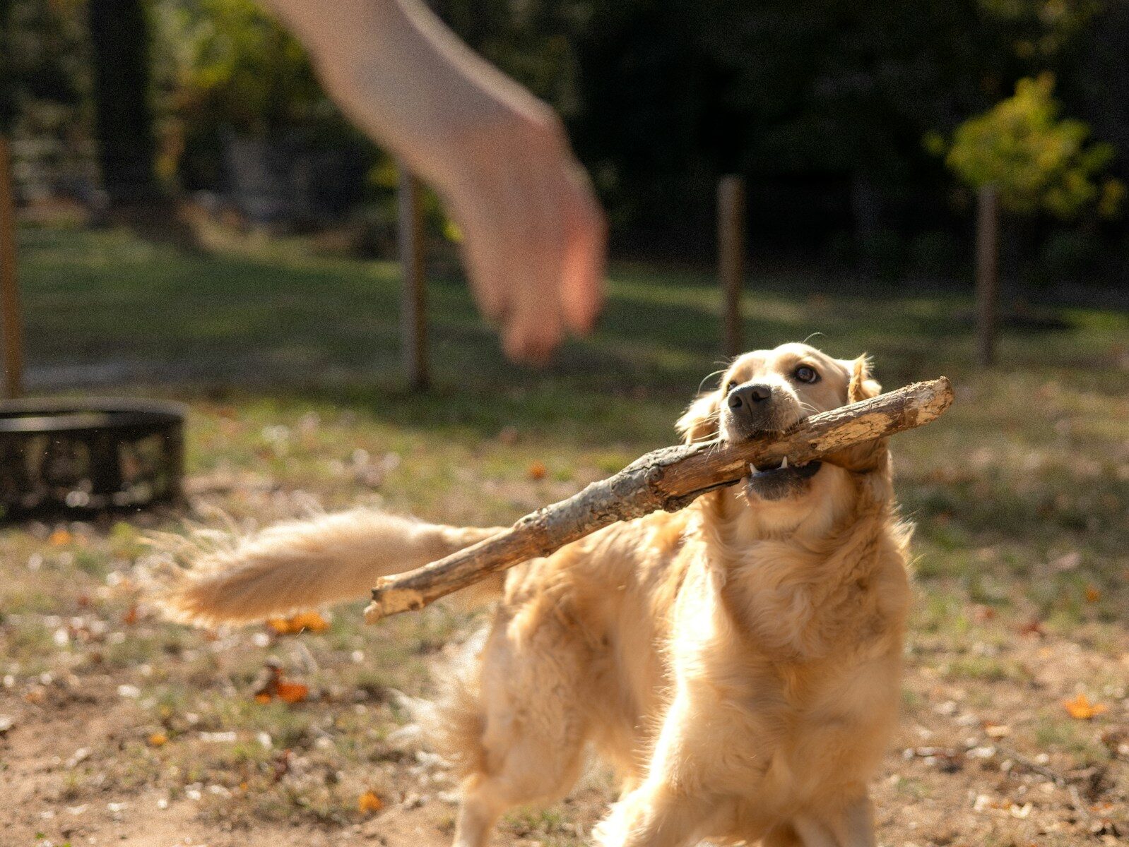 Dog holds a stick while a hand reaches out.