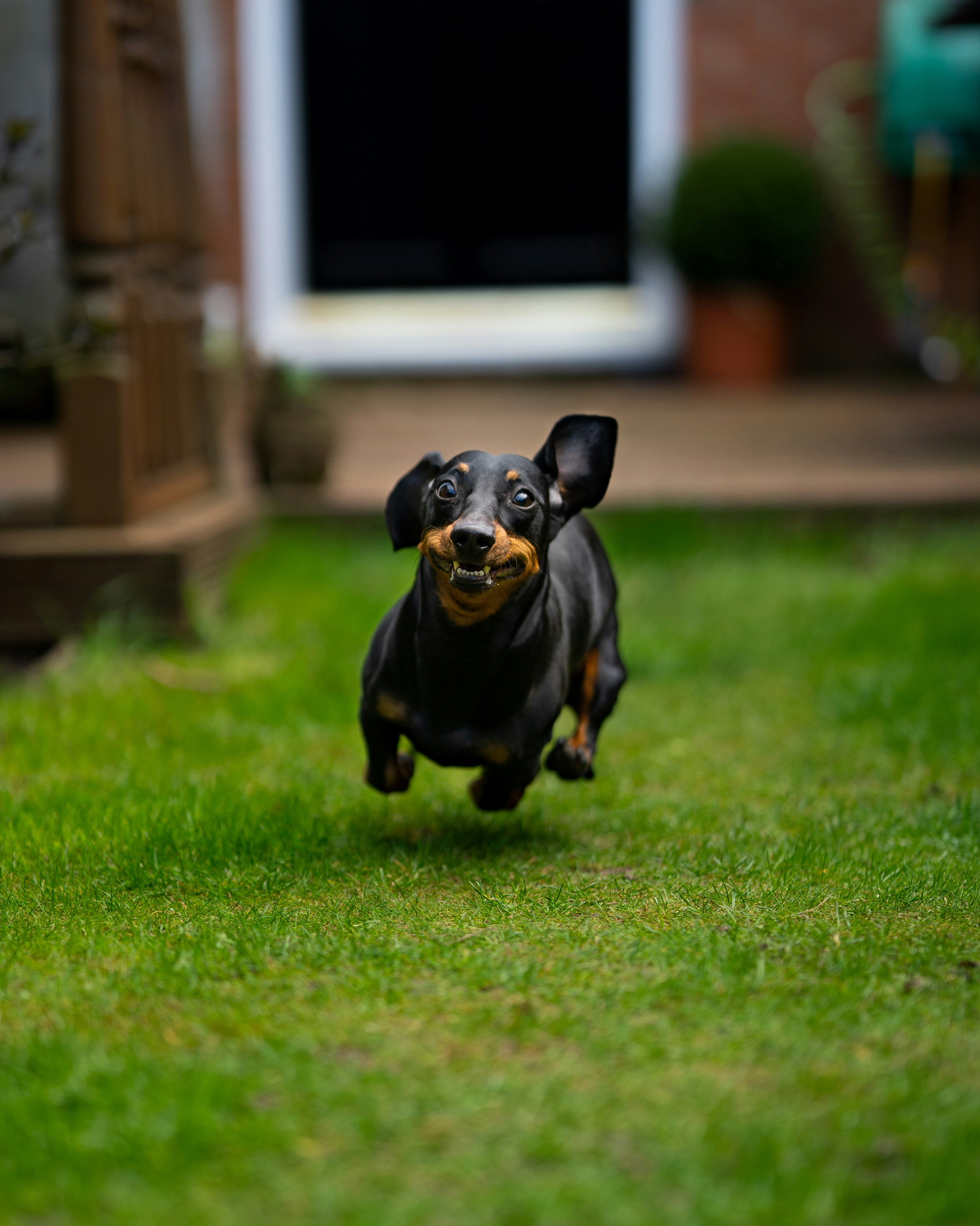 dachshund preto correndo em direção à câmera