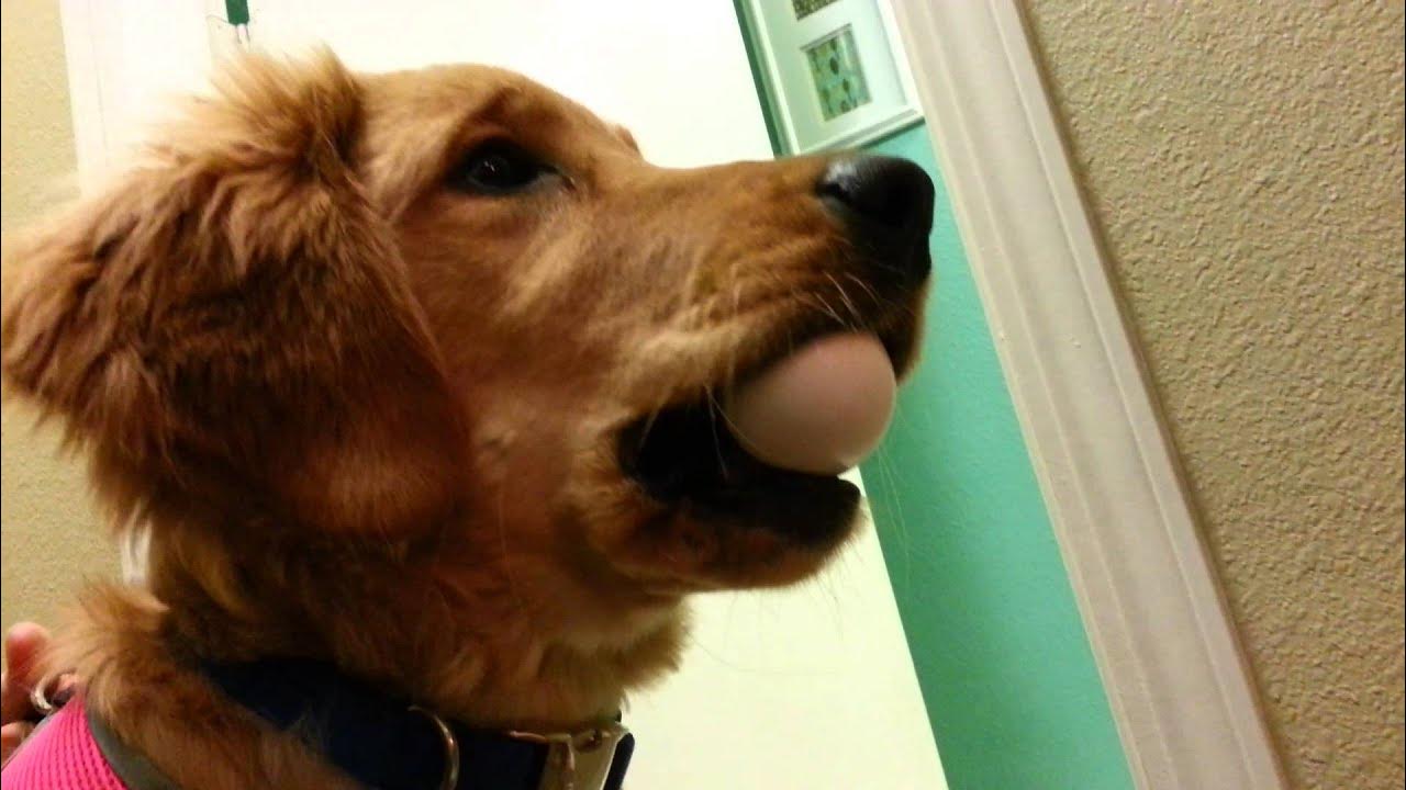 Golden Retriever segurando um ovo
